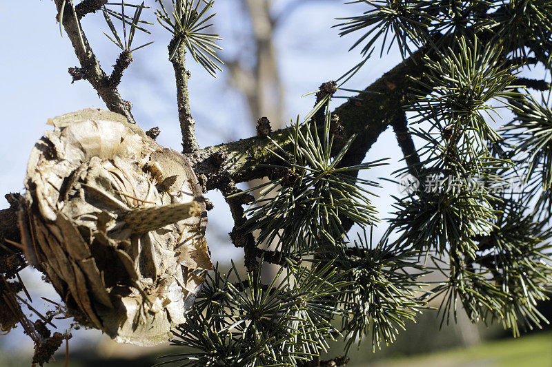 吃过的松果蓝色atlas雪松Cedrus atlantica 'Glauca'